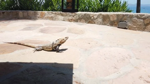 An Iguana crawling on the floor. Video stock 114339010