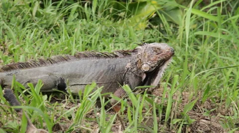 Iguana Crawling through Grass 스톡 동영상 41896267