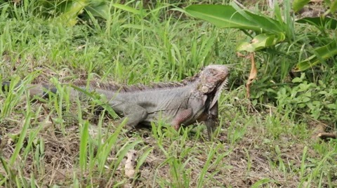 Iguana Crawling through Grass 스톡 동영상 41896477