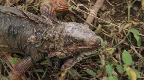 Iguana Crawling through Grass 스톡 동영상 41896908