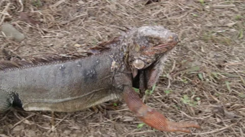 Iguana Crawling through Grass 스톡 동영상 41897196