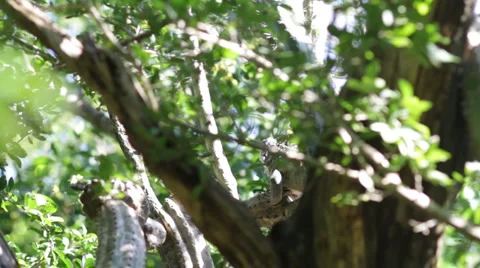 Iguana crawling in tree Stock Footage 997211