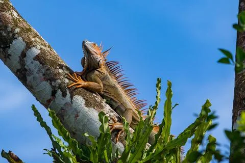 Iguana Crawling in Tree with Low Angle View Stock Photos