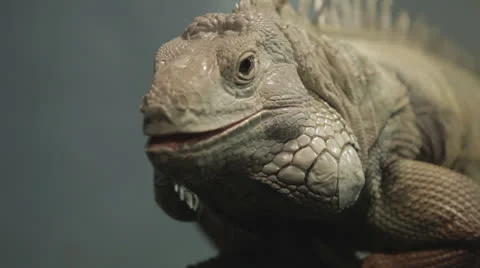 Iguana crawls down from branch to ground Video stock 24631747