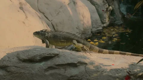 An iguana crawls on a large rock. Stock Footage 252454696