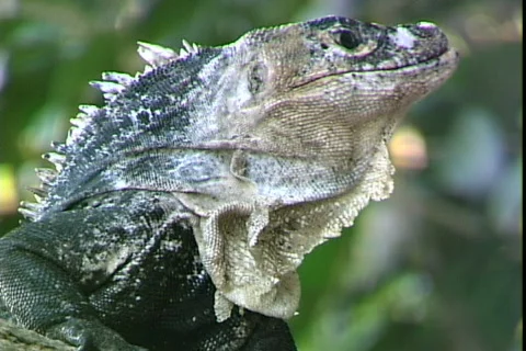 Iguana-cu Stock Footage 818107
