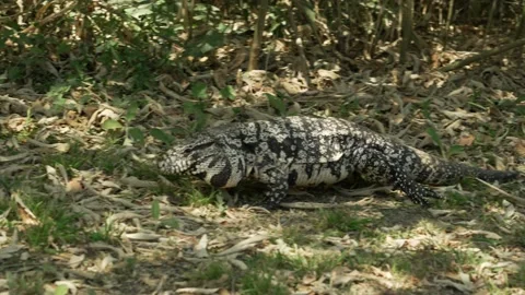 Iguana deciding where to go Stock Footage 219223403