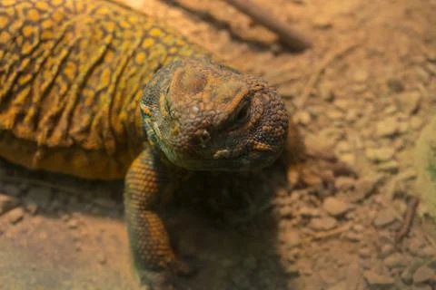 Iguana in the desert, close-up Stock Photos