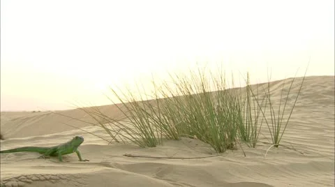 Iguana in the desert, moving fast Video stock 12674809