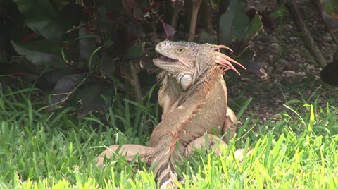 Iguana Eating Stock Footage 36373808
