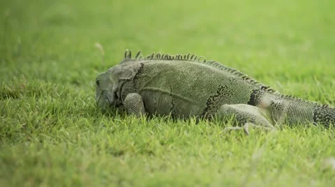 Iguana eating grass Stock Footage 61085142