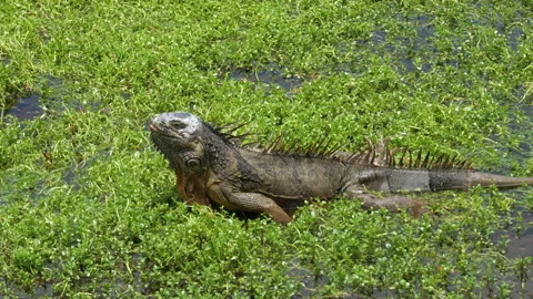 Iguana Eating Green Vegetation Stock Footage 313361289