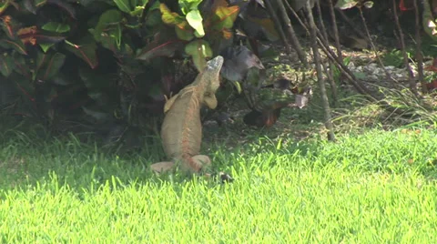 Iguana Eating Leaf Stock Footage 36372788