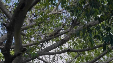 Iguana eating leaves Stock Footage 246430847