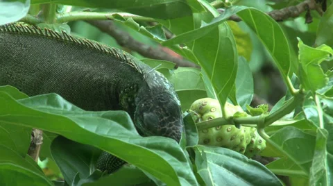Iguana eats leaf. Stock Footage 27774195