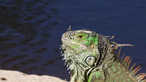 Iguana eats some sandy greens on the beach Stock Footage 302310204