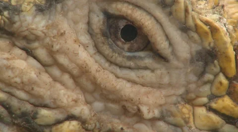 Iguana Eye Closeup Stock Footage 25602932