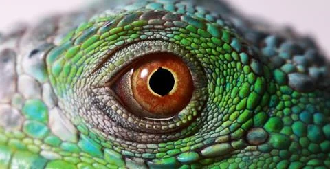 Iguana eye Stock Photos
