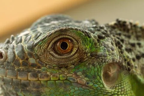 Iguana eye Stock Photos