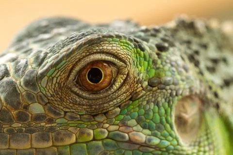 Iguana eye Stock Photos