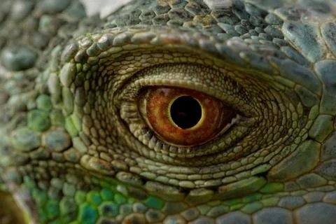 Iguana eye Stock Photos