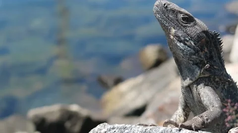 Iguana face Stock Footage 217998383