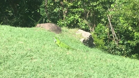 Iguana feeding on grass as butterflies flutter overhead Video stock 205919946