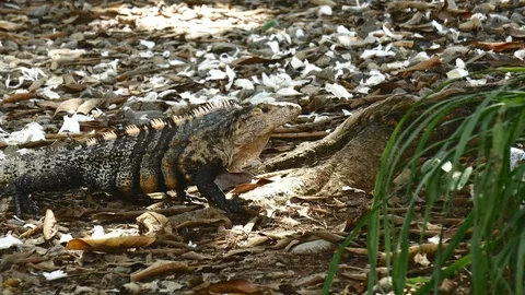 Iguana on flower pedals Stock Footage 126658783