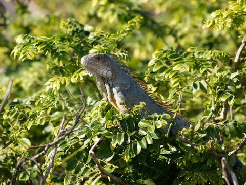 Iguana In Foliage Stock Photos