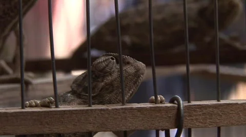 Iguana 스톡 동영상 847634