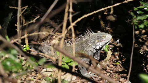 Iguana  Stock Footage 997175