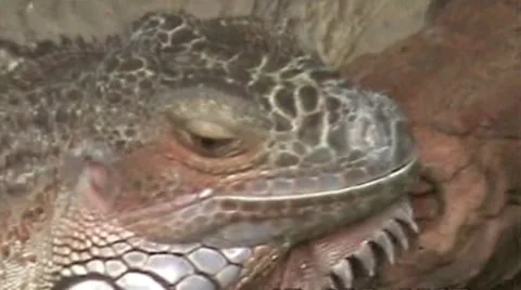 Iguana Stock Footage 1913833