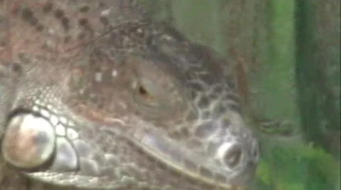 Iguana Stock Footage 1914052