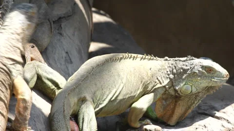 Iguana Stock Footage