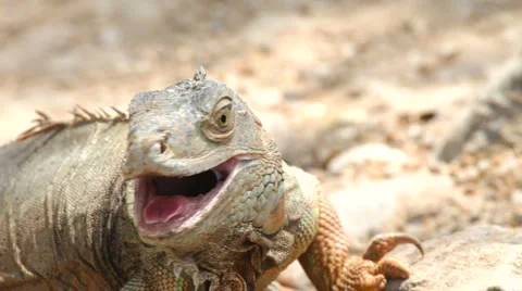 Iguana Stock-Footage 5039354