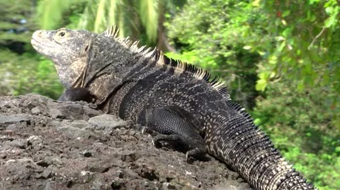 Iguana Video stock 8838711