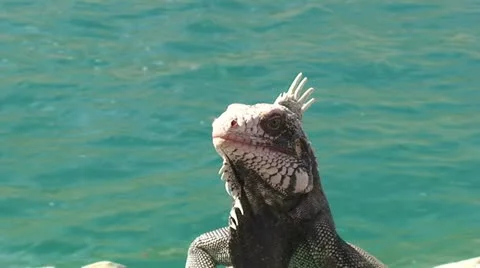 Iguana Stock Footage 11290105