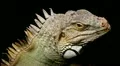 Iguana HD Footage