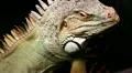 Iguana HD Footage