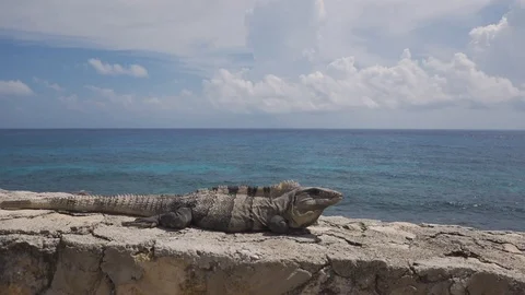 Iguana Stock-Footage 96005716