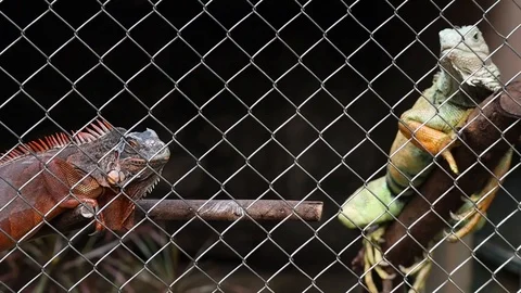 Iguana 스톡 동영상 119344822