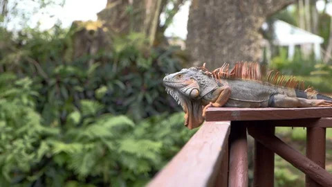 Iguana Stock Footage 129701177