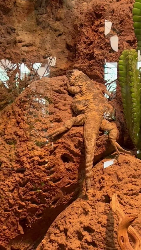 Iguana Stock Footage 169057689