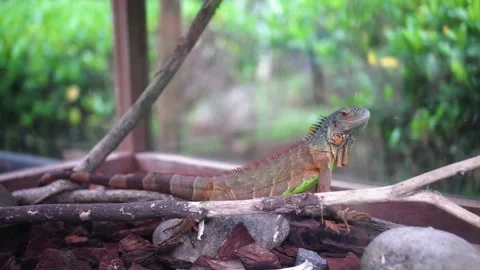 Iguana Stock Footage 229822071