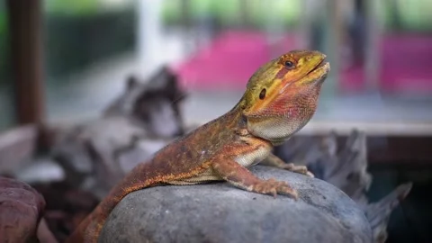 Iguana Stock Footage 229822090