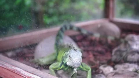 Iguana Stock Footage 229822091