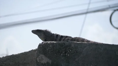 The iguana Stock Footage 237196675