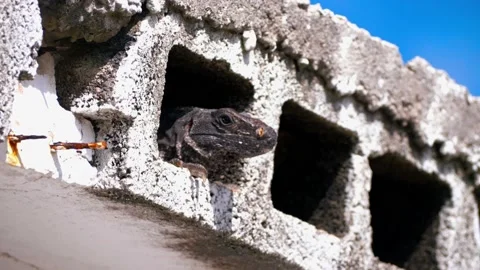 The iguana Stock Footage 237196830