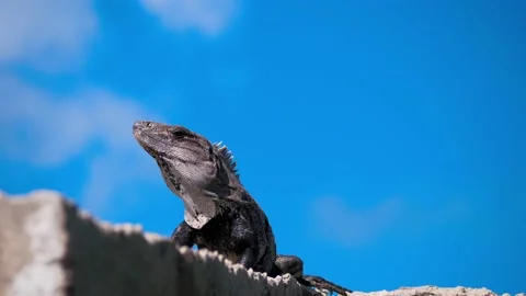 The iguana Stock Footage 237196941
