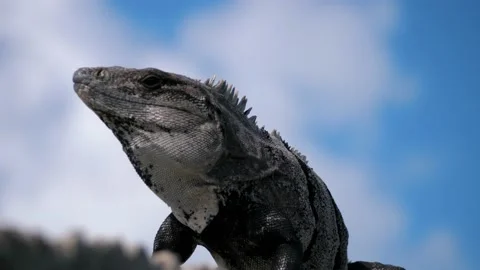 The iguana Stock Footage 237196949